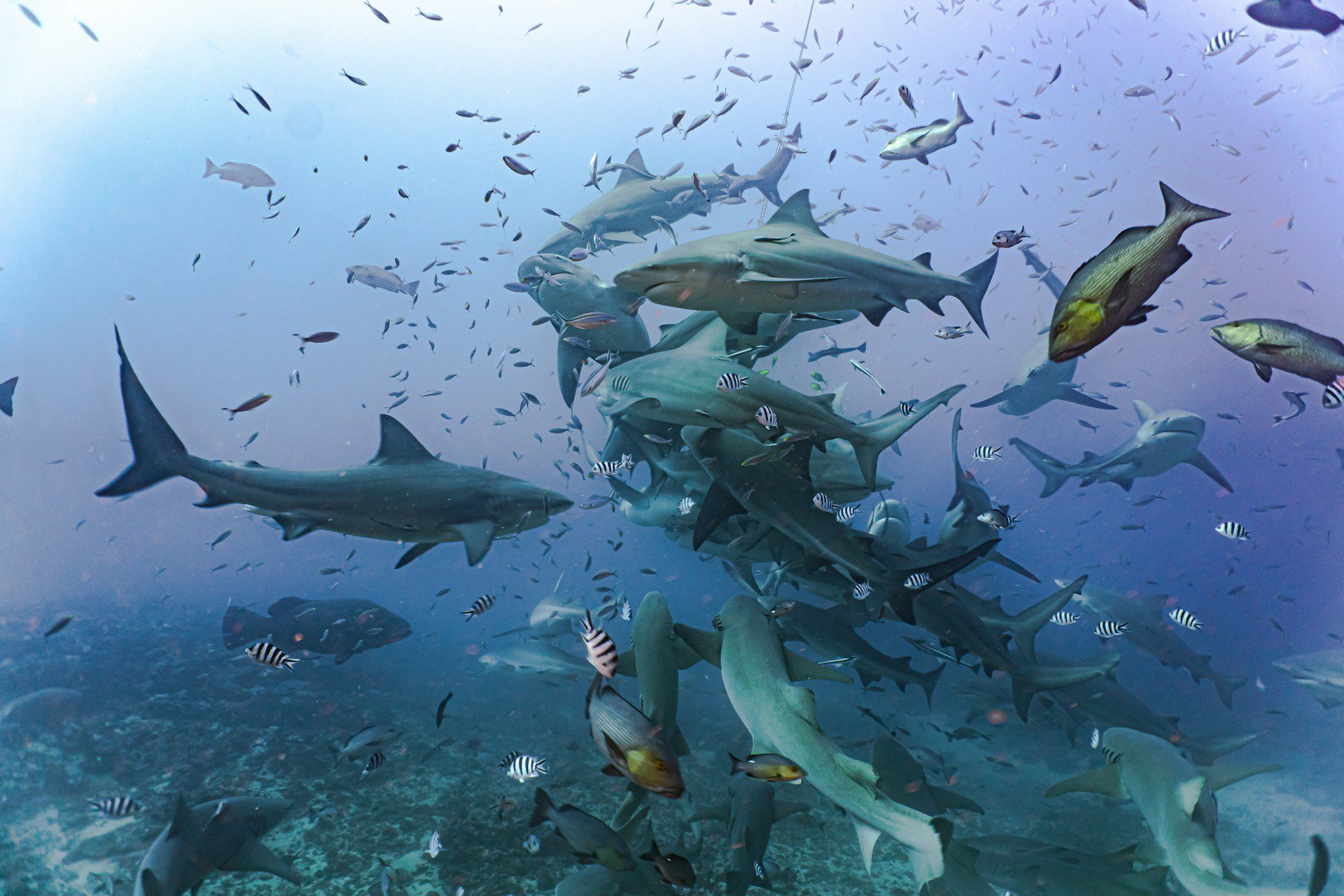 Beqa Lagoon Fiji