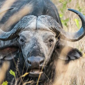 Buffalo