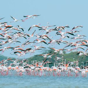 Flamingos in Lake Nakuru
