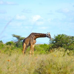Giraffe