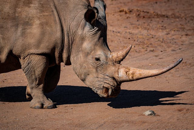 Rhino