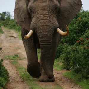 Elephant in Southafrica kariega Game Reserve