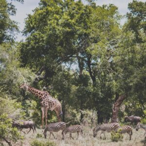 Kruger National Park