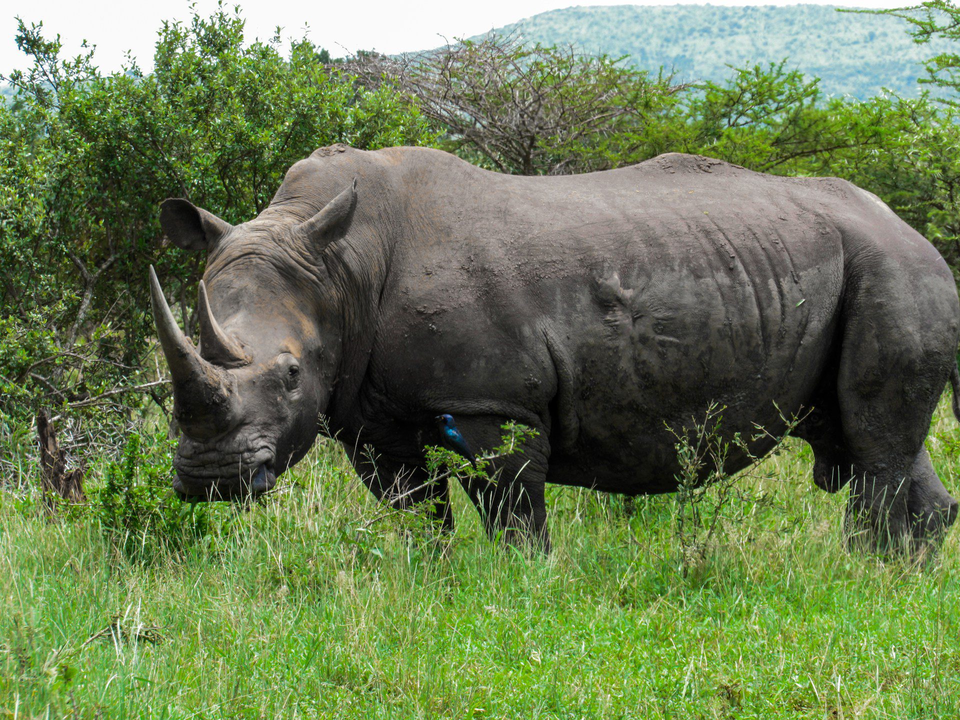 Rhino in SouthAfrica Kruger